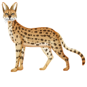 African Serval pointer