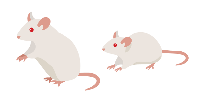 Albino Mouse