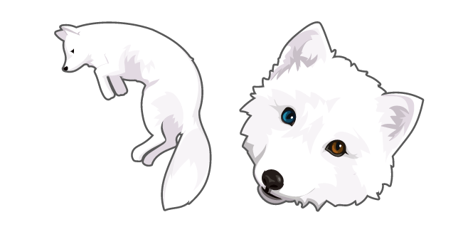 Arctic Fox