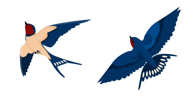 Barn Swallow