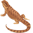 Bearded Dragon pointer