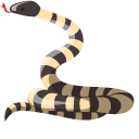 Bungarus Candidus pointer