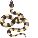 Bungarus Candidus cursor