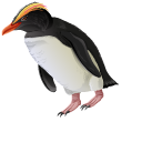 Crested Penguins pointer