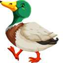 Duck pointer