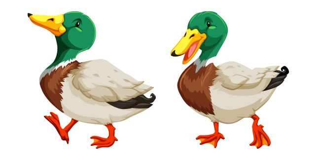 Duck