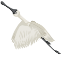 Eurasian Spoonbill pointer