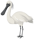 Eurasian Spoonbill cursor