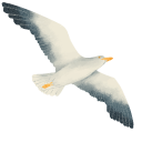 European Herring Gull pointer