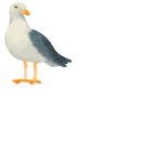 European Herring Gull cursor