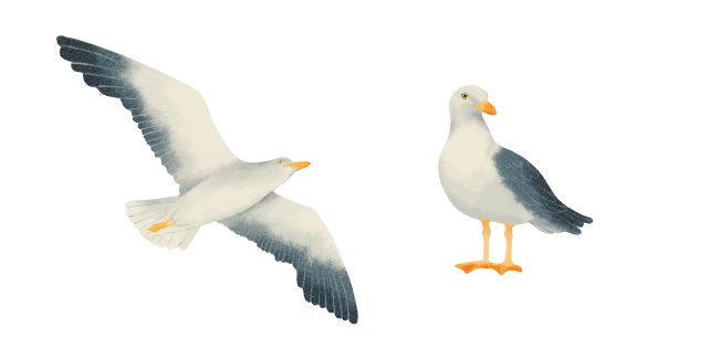 European Herring Gull