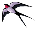 Graceful Swallow pointer