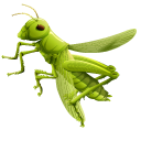 Green Grasshopper pointer