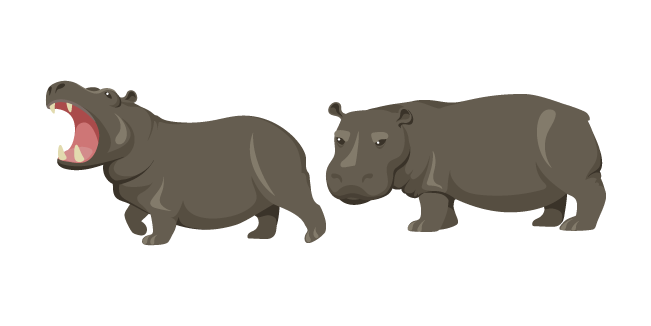 Hippopotamus