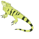 Iguana pointer