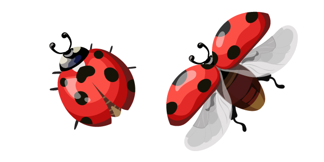 Ladybug