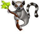 Madagascar Lemurs pointer