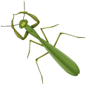 Mantis pointer