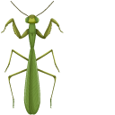Mantis cursor