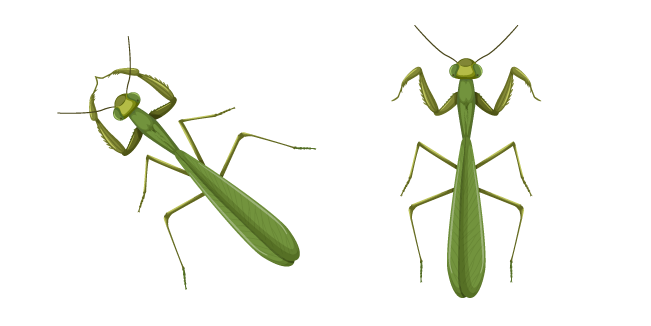 Mantis