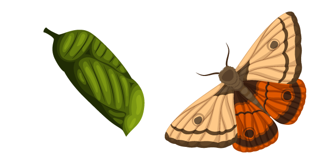 Moth