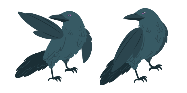 Northern Raven