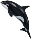 Orca aka Killer Whale pointer