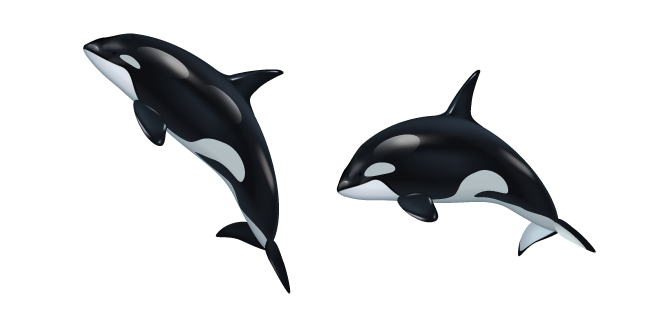 Orca aka Killer Whale