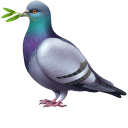 Rock Pigeon with a Leafy Branch pointer