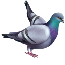 Rock Pigeon with a Leafy Branch cursor