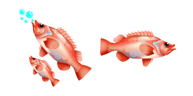 Rockfish