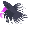 Siamese Fighting Fish pointer