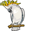 Sulphur-Crested Cockatoo pointer