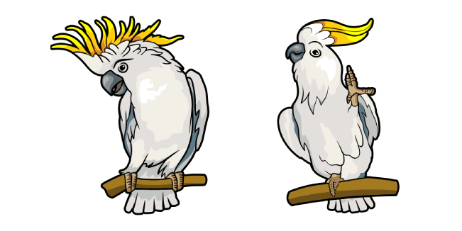 Sulphur-Crested Cockatoo