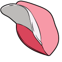 Miss Kobayashi's Dragon Maid Quetzalcoatl and Cap pointer