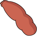 Centaurworld Dayvin pointer