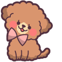 Cute Brown Maltipoo pointer