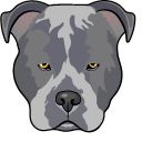 Blue Pitbull Dog pointer