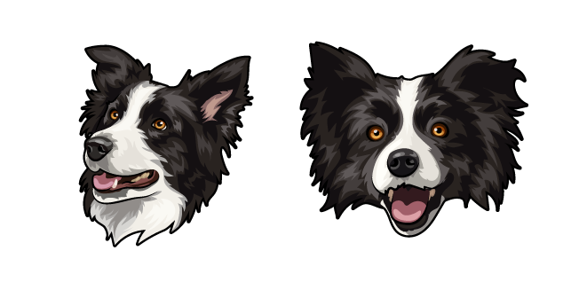 Border Collie Dog