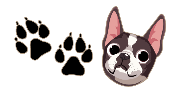Boston Terrier Dog