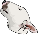 Bull Terrier Dog pointer