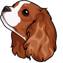 Cavalier King Charles Spaniel Dog pointer