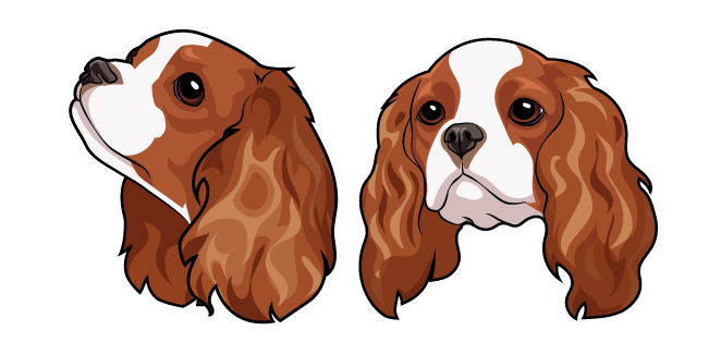 Cavalier King Charles Spaniel Dog
