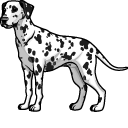 Dalmatian Dog pointer