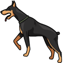 Doberman Dog pointer