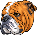 English Bulldog Dog pointer