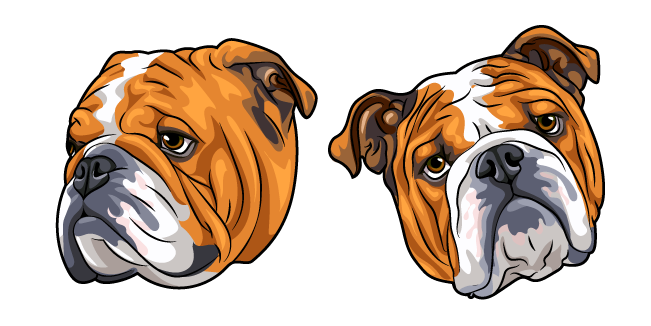 English Bulldog Dog