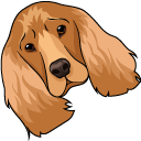 English Cocker Spaniel Dog pointer