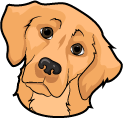 Golden Retriever Dog pointer