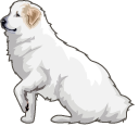 Great Pyrenees Dog pointer